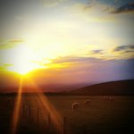 Untergehende Sonne hinter einer Schafweide