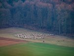 Eingepferchte Schafe am Waldrand