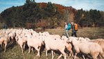Wanderer auf einer Wiese mit einer Schafherde