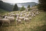Schafe der Schäferei von Mackensen laufen über ein Feld mit leichter Hanglage