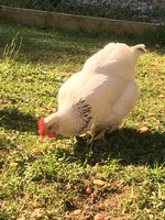 Weißes Huhn der Digelfeldschule am Picken