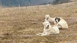 Herdenschutzhunde auf einer Wachholderheide der Schwäbischen Alb