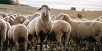 Schafe stehen dicht aneinander auf einer Wiese 