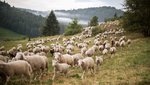 Eine Herde Schafe auf der Schwäbischen Alb
