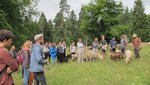 Gruppe unterwegs mit Schafen in der Sommerakademie