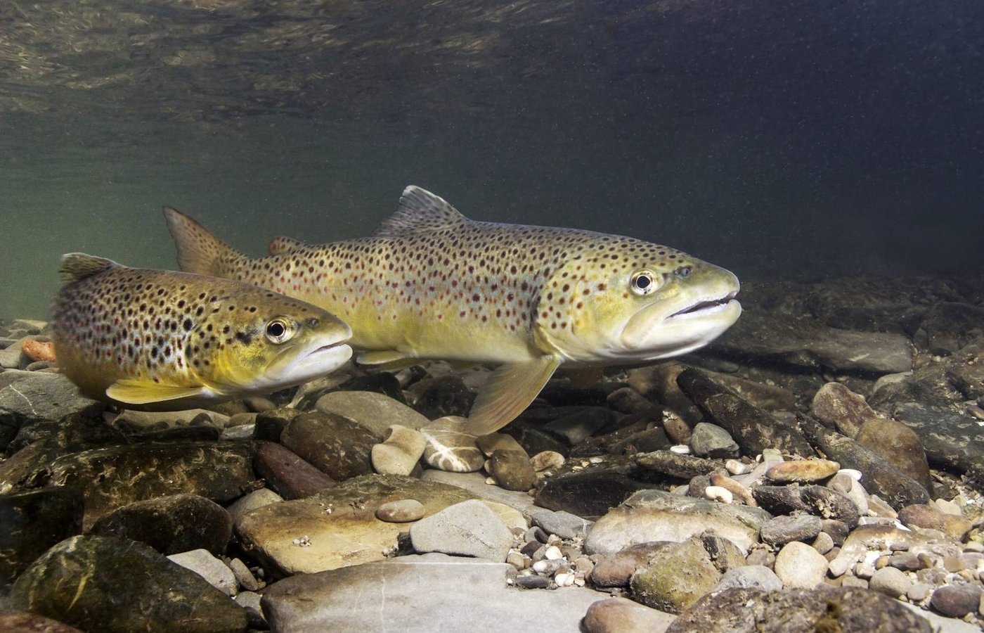 Bachforellen