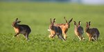 Eine Gruppe Feldhasen auf einem Feld