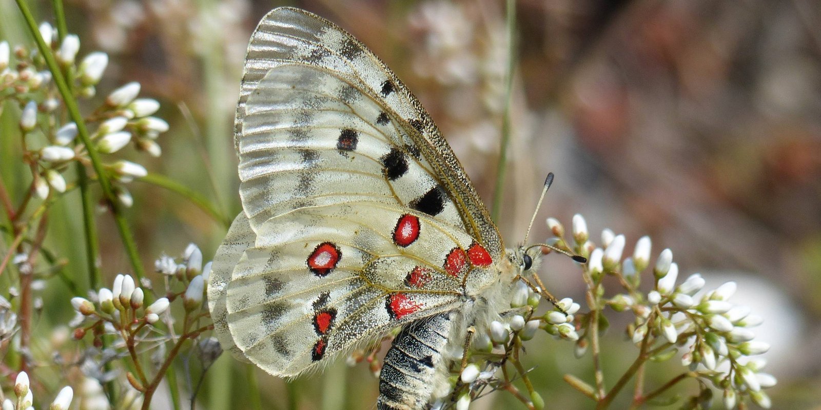Roter Apollofalter auf einer Blüte