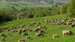Schafe grasen auf den Wiesen bei der Burg Teck