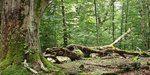 Wurzeln und Baumstämme im Wald