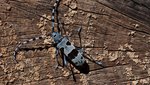 Alpenbock Käfer auf einem Baumstamm