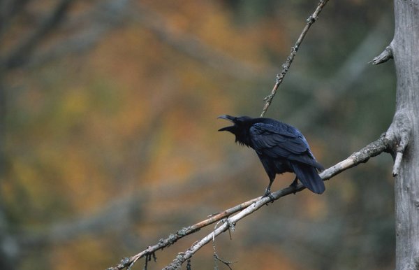 Kolkrabe auf einem Ast