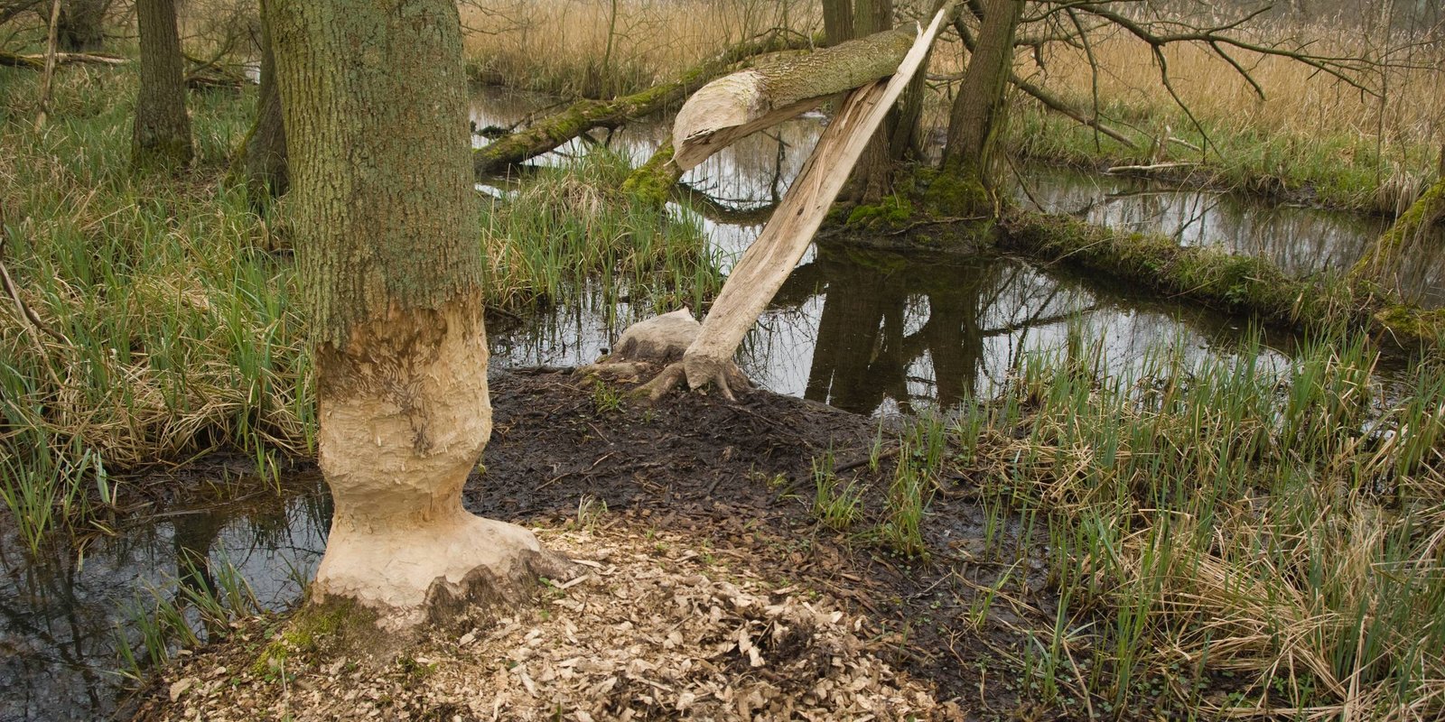 Von Bibern angefressene Bäume Von Bibern angefressene Bäume