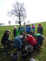 Kinder und Lehrer setzen gemeinsam einen neuen Baum auf einer Streuobstwiese
