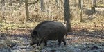 Ein Wildschwein sucht im Wald den Boden ab