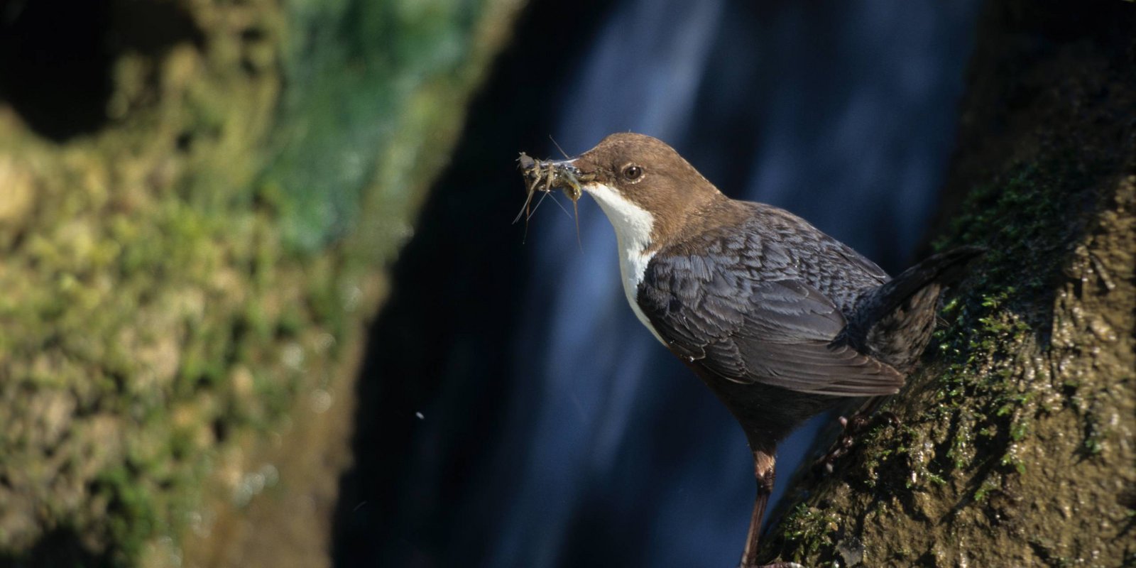 Wasseramsel mit Futter