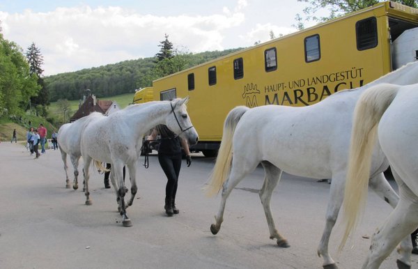 Pferdegestüt Marbach