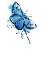 Illustration eines Schmetterlings