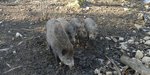 Ein Wildschwein mit seinen Jungen im Wald