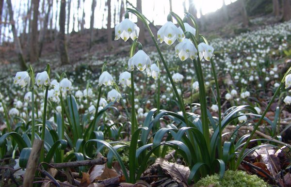 Märzenbecher im Wald