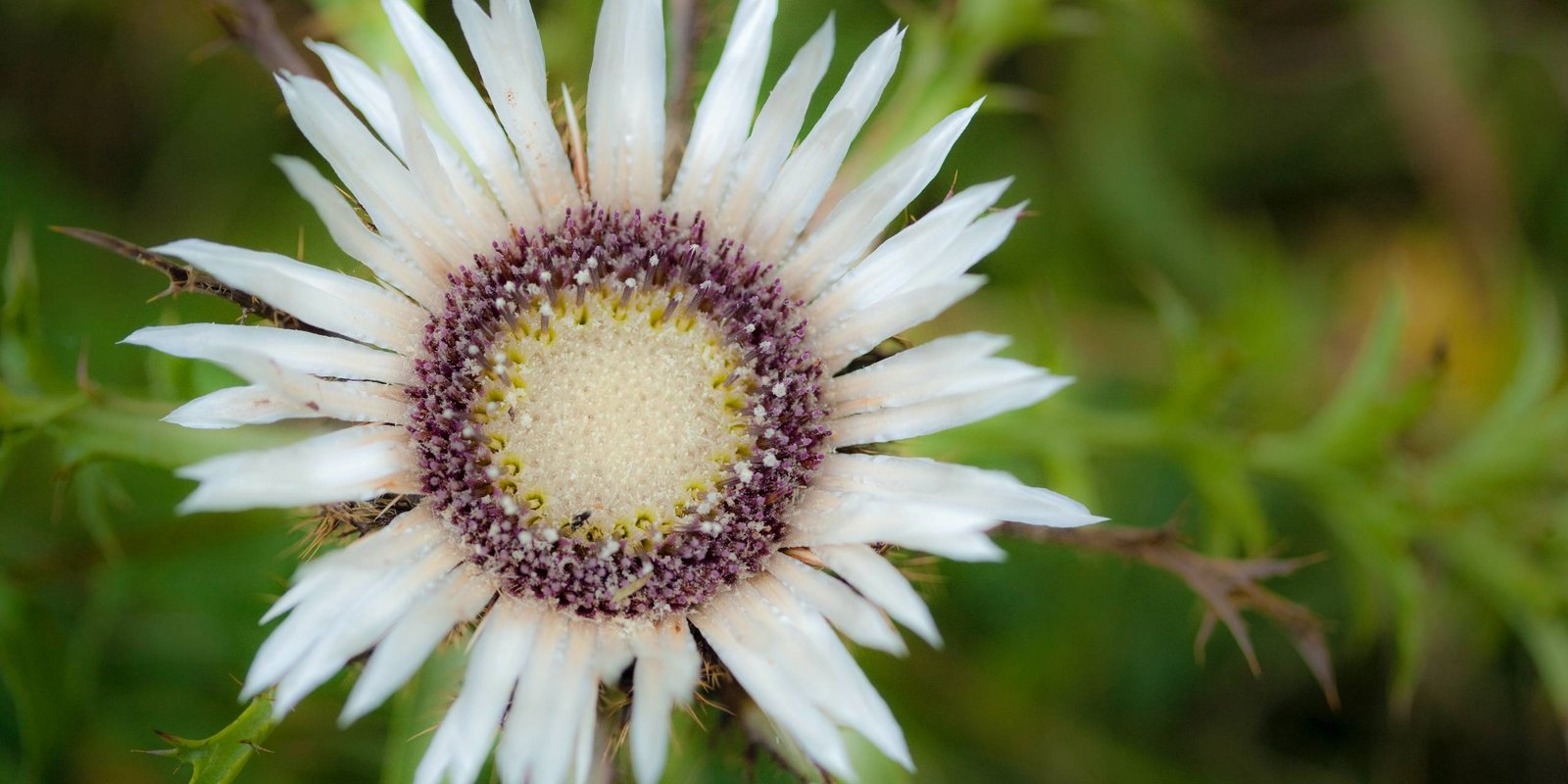 Silberdistel Blüte
