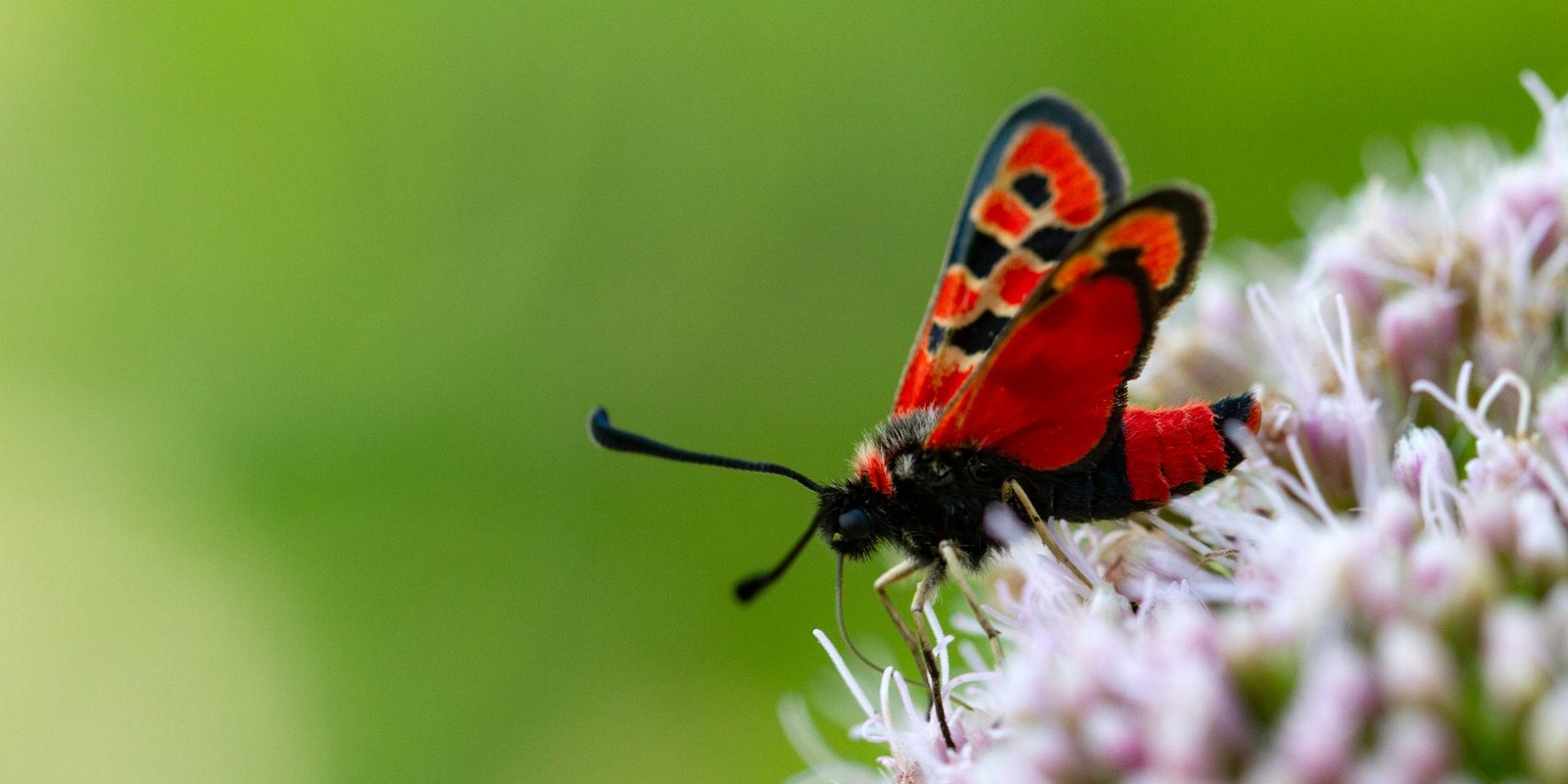 Bergkronwicken Widderchen