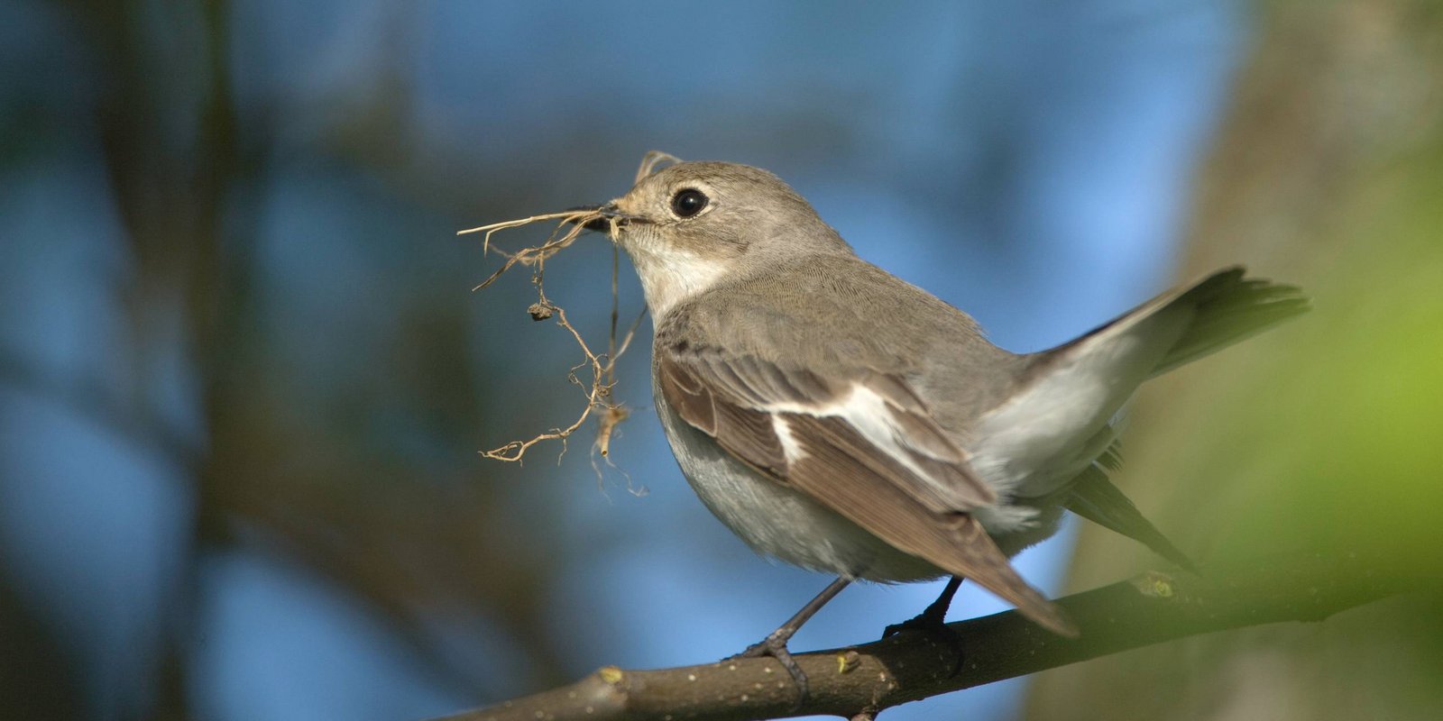 Halsbandschnapper mit Futter