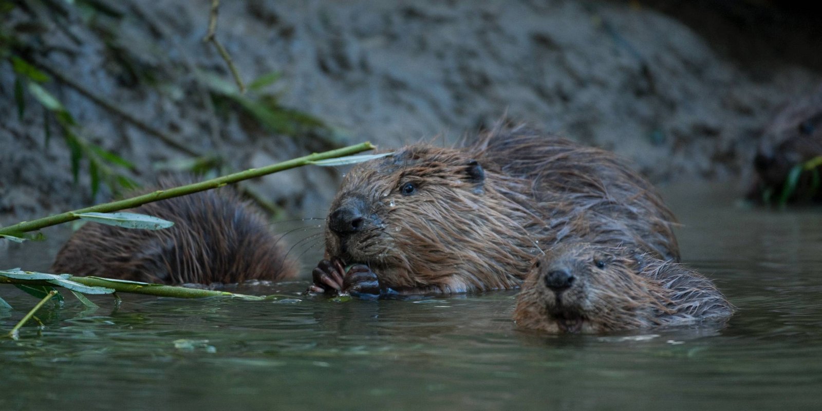 Biber Familie am Wasser Biber Familie