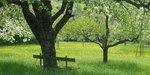 Eine Streuobstwiese mit einer Bank