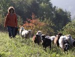 Die Schäferin Barbara Zeppenfeld mit braunen und weißen Schafen auf einer Wiese