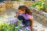Kind mit Lupe untersucht Blumenbeet