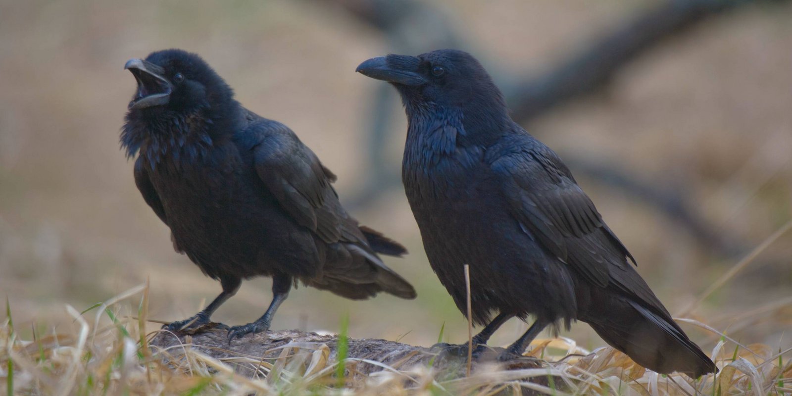 Zwei Kolkraben auf Boden sitzend Kolkraben
