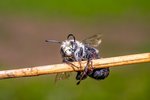 Kleine nasse Biene trocknet sich nach der Rettung in der Sonne