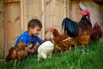Ein Kind streichelt Hühner auf dem Glückhof