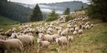 Schafe werden auf die Schwäbische Alb getrieben