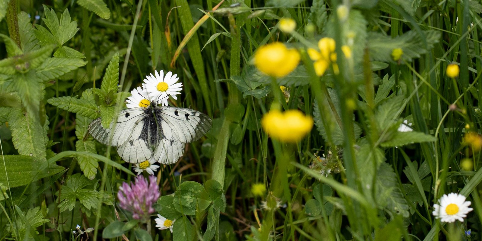 Schwarzer Apollofalter