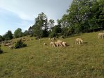 Eine Schafherde grast auf der Wacholderheide