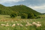 Landschaft mit Schafen und Burg Teck