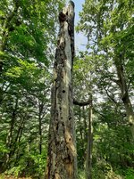 Ein abgestorbener Baum auf dem Stöffelberg