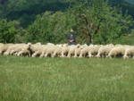 Schafherde mit Schäfer auf einer Weide