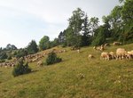 Eine Gruppe Schafe auf einer Wacholderheide