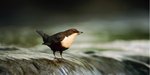 Wasseramsel mit Futter