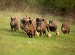 Wildschweine mit ihren Jungen auf einer Wiese