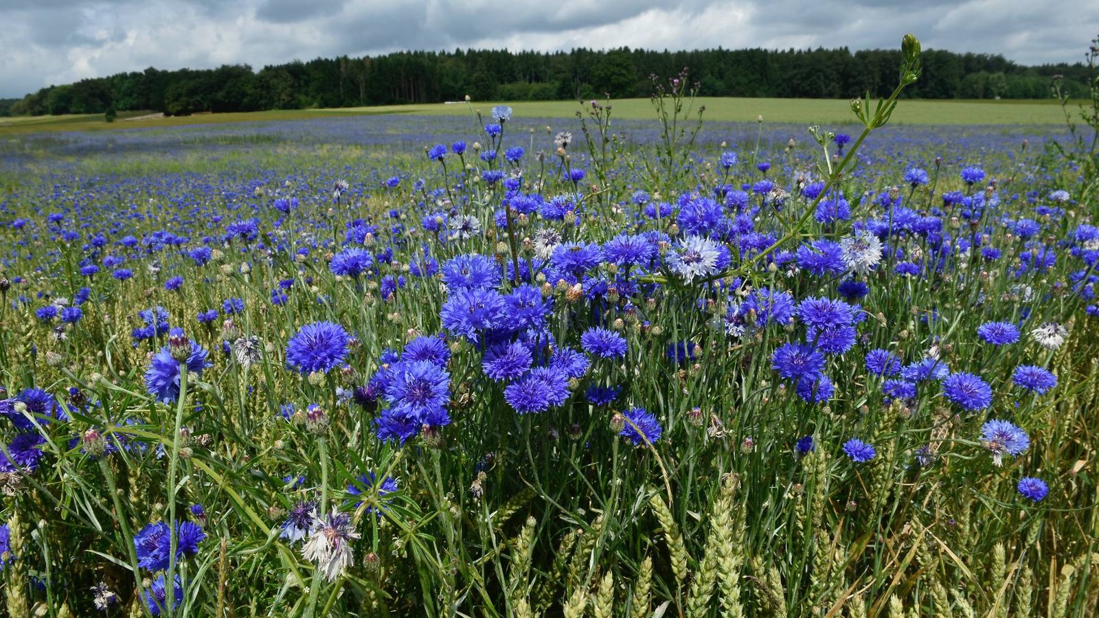 Ein Feld mit lila Kornblumen