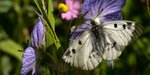 Der Schwarze Apollofalter sitzt auf einer violetten Blüte