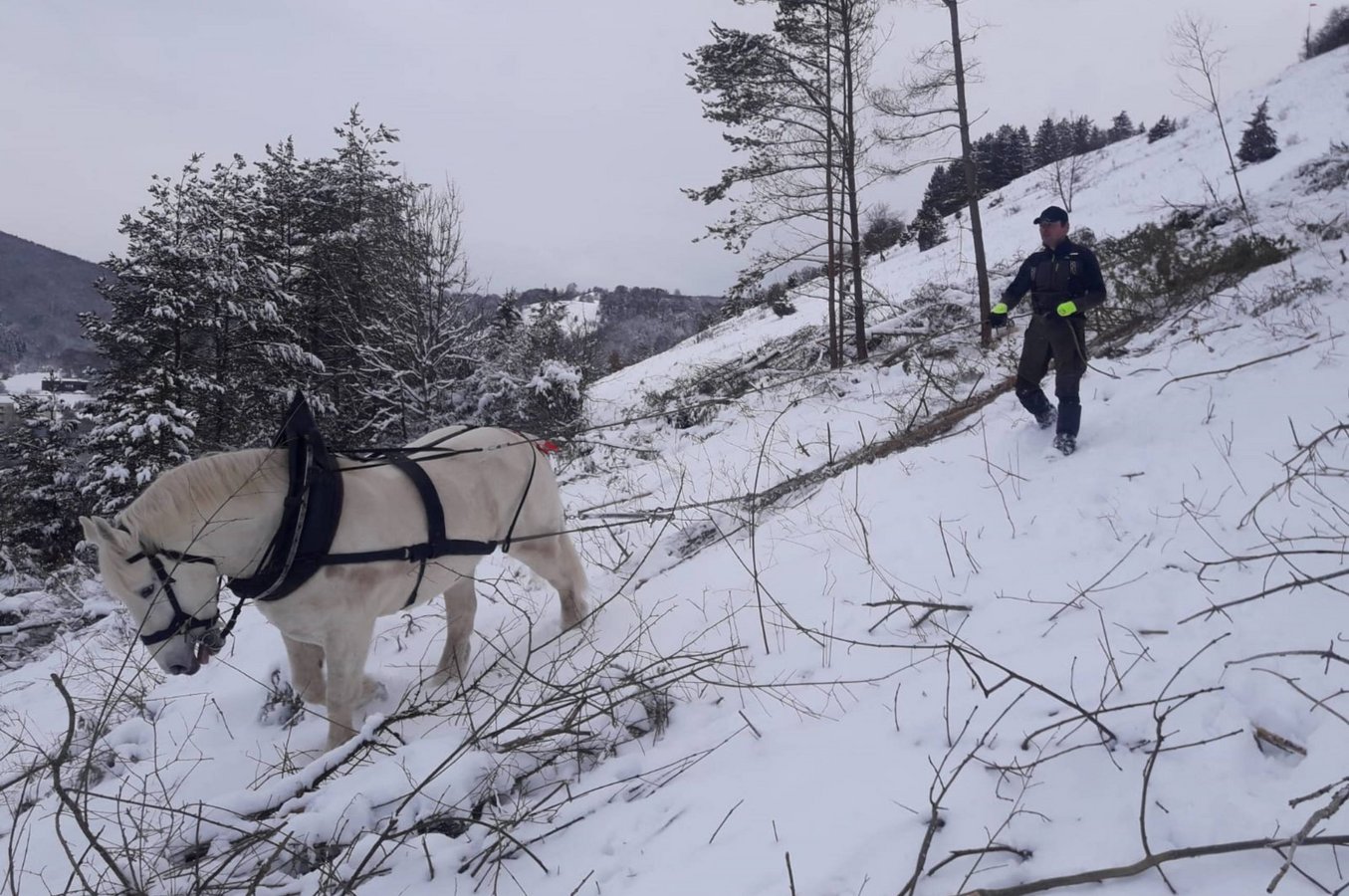 Pferd zieht Stämme aus dem Hang