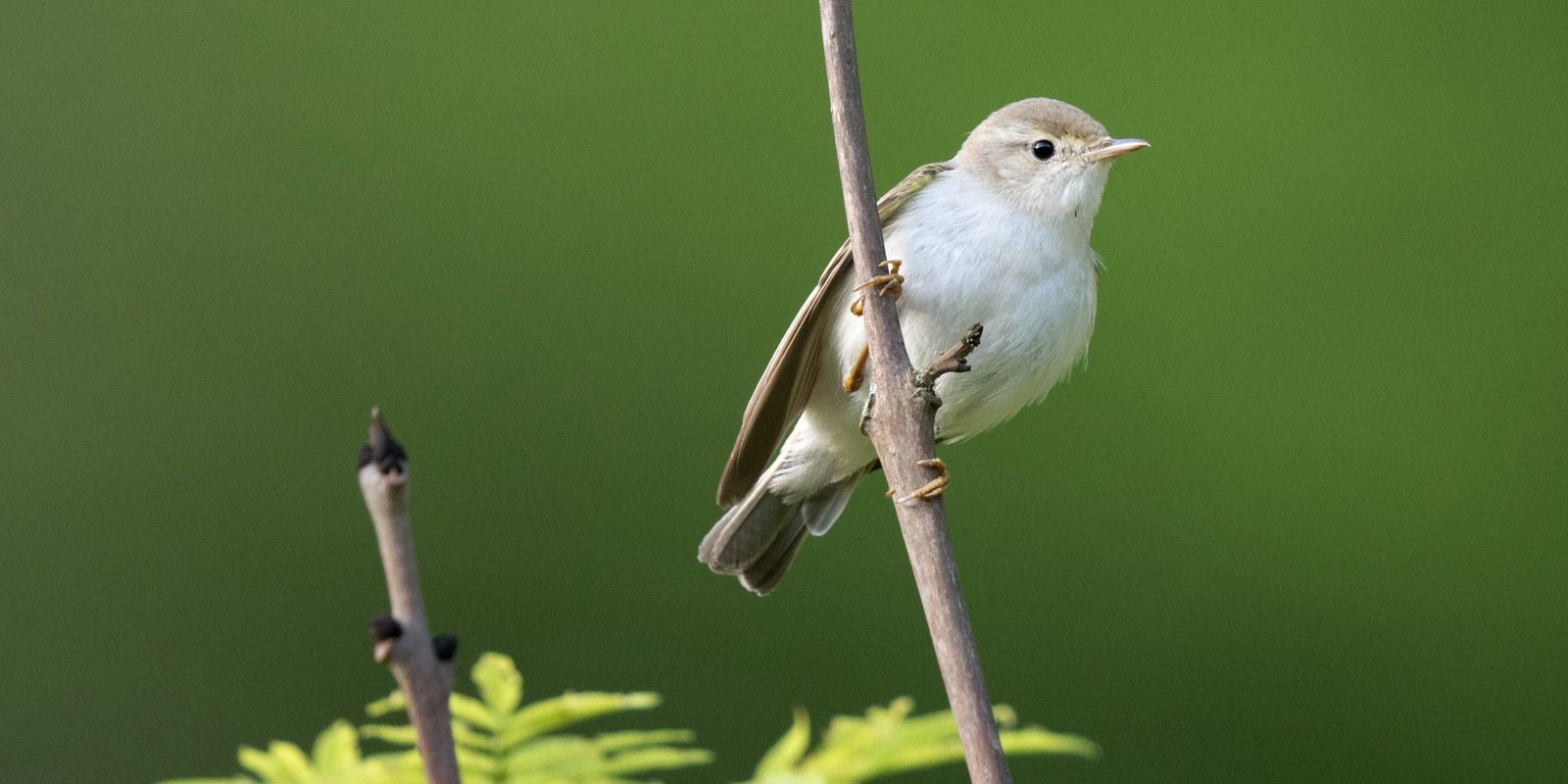 Berglaubsänger Berglaubsänger