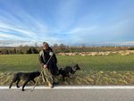 Wanderschäfer Jonas Henniger unterwegs mit seiner Herde und seinem Hund