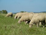 Die Wolle Lieferanten - Merinoschafe auf der Weide