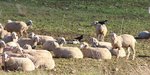 Kolkraben sitzen auf den Rücken den Schafe
